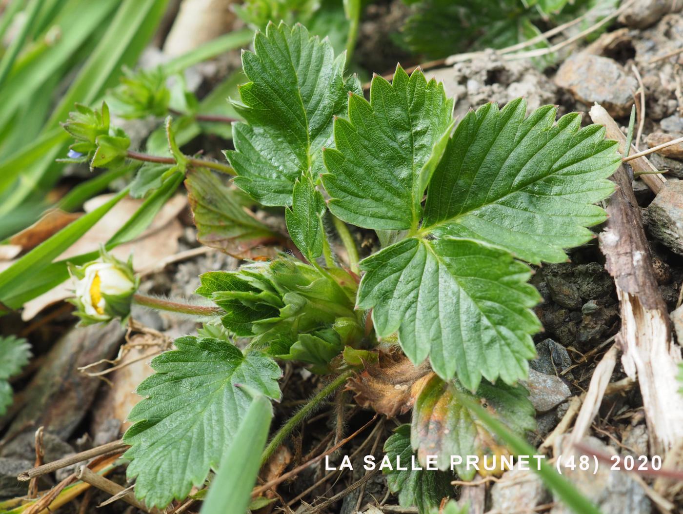 Strawberry, Wild leaf